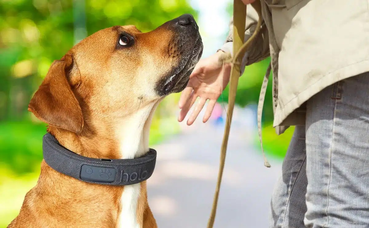Embrace the Power of the Halo Dog Collar